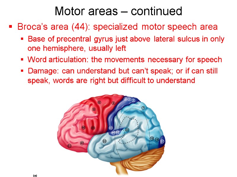 Motor areas – continued Broca’s area (44): specialized motor speech area  Base of